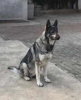 老版狼青犬