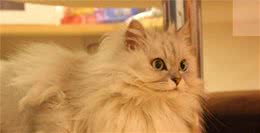 金吉拉猫：天生一副娇生惯养之态，给人一种华丽高贵的感觉