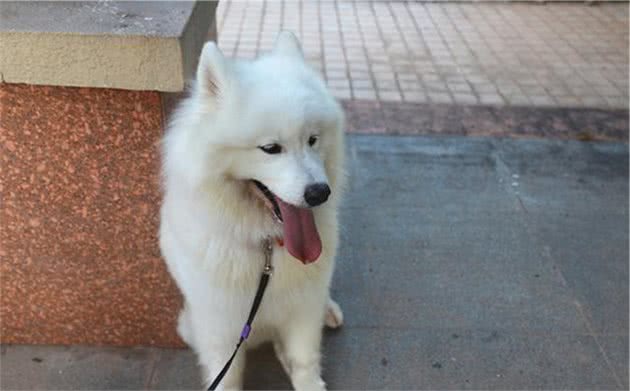 土狗因毛色不纯而低贱？杂色不代表基因缺陷，虎斑犬曾为皇室御犬