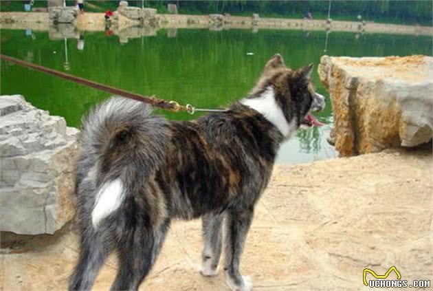 土狗因毛色不纯而低贱？杂色不代表基因缺陷，虎斑犬曾为皇室御犬