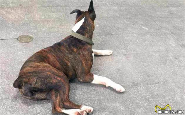土狗因毛色不纯而低贱？杂色不代表基因缺陷，虎斑犬曾为皇室御犬