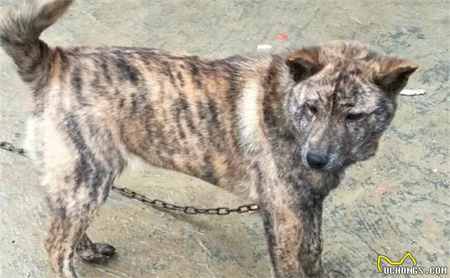 土狗因毛色不纯而低贱？杂色不代表基因缺陷，虎斑犬曾为皇室御犬