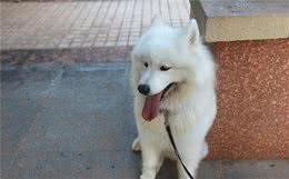 土狗因毛色不纯而低贱？杂色不代表基因缺陷，虎斑犬曾为皇室御犬
