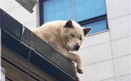 任性狗狗用屋顶做窝，不仅睡在上边，连吃饭都要铲屎官亲自送上去