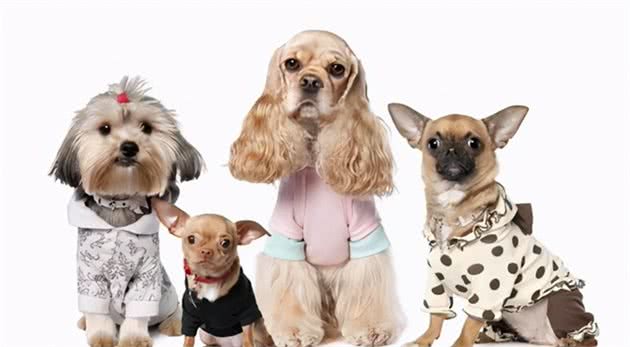 特殊的“犬属”