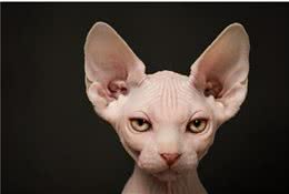斯芬克斯猫为什么难养