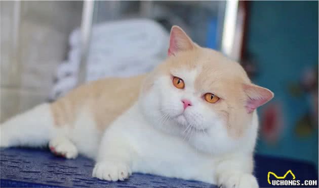 一分钟了解赛级英国短毛猫