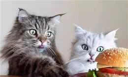 猫咪的7种“性格解析”，你家是哪一种？