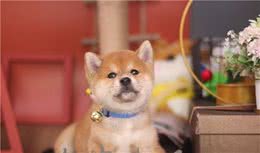 我花了13800买的柴犬为什么毛这么长？是稀有犬种吗？值吗？