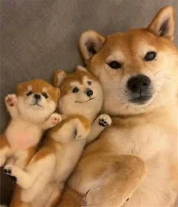 柴犬怎么喂养？投食指南大全来教你