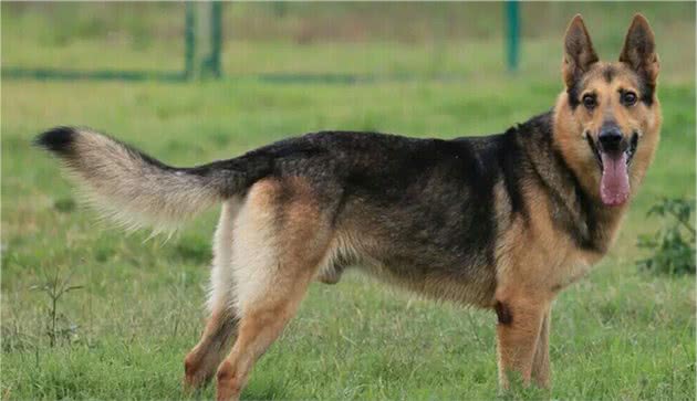昆明犬和比特犬相比，昆明犬：我是人类忠实的朋友