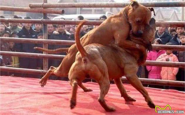 昆明犬和比特犬相比，昆明犬：我是人类忠实的朋友