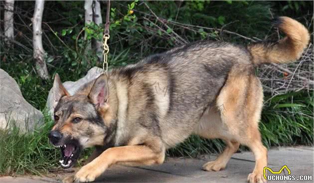 昆明犬和比特犬相比，昆明犬：我是人类忠实的朋友