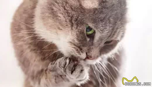 你的猫可能正在抑郁的深渊中挣扎