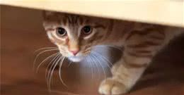 你的猫可能正在抑郁的深渊中挣扎