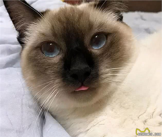 暹罗猫的几个优缺点，看完再养也不迟