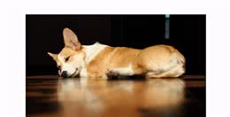 狗狗为何宁愿睡地板都不睡狗窝？都是这些原因导致的