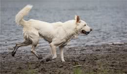 狗狗老爱放臭屁？这其实是狗狗在告诉你，它生病了