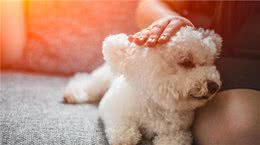 比熊犬那么依赖主人，是因为食物，还是真有感情？