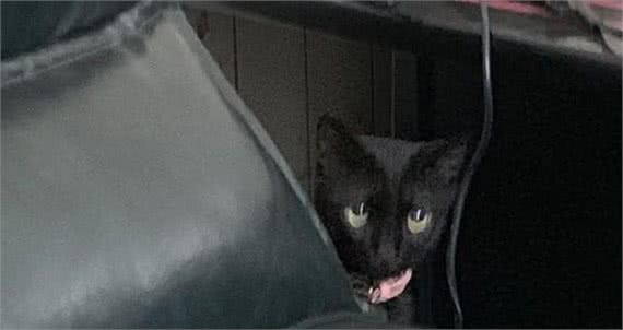 家里唯一的猫咪在吃饭，一转头主人被吓到，那沙发上那只猫是谁