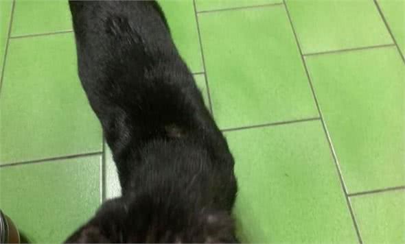 家里唯一的猫咪在吃饭，一转头主人被吓到，那沙发上那只猫是谁