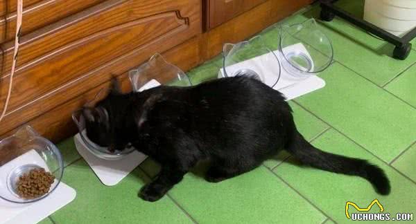 家里唯一的猫咪在吃饭，一转头主人被吓到，那沙发上那只猫是谁