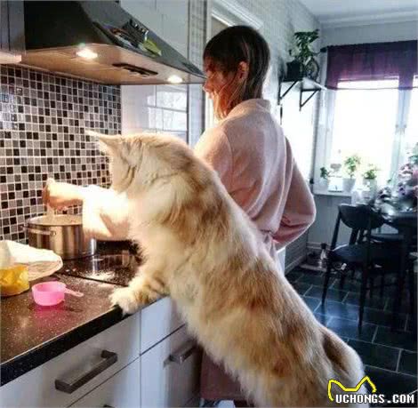 看人不能只看脸，看它们不能只看身材—缅因猫，中亚牧羊犬