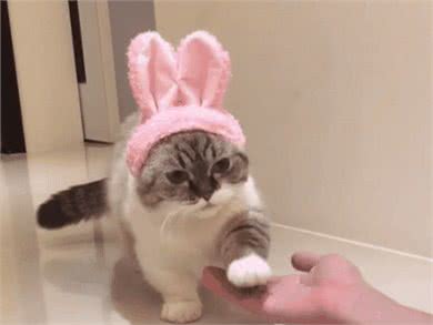 看人不能只看脸，看它们不能只看身材—缅因猫，中亚牧羊犬