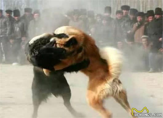 看人不能只看脸，看它们不能只看身材—缅因猫，中亚牧羊犬