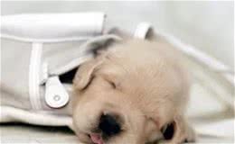 宠物急救小知识