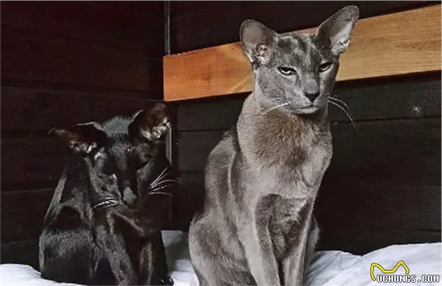最值得养的6种猫咪，好养又不掉毛，你家猫在其中吗？