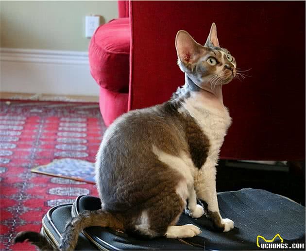 最值得养的6种猫咪，好养又不掉毛，你家猫在其中吗？