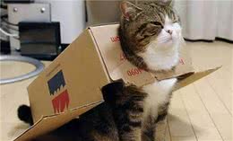 最值得养的6种猫咪，好养又不掉毛，你家猫在其中吗？