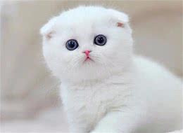 折耳猫，一生都在承受着可爱的痛苦：身为猫，却不能像一只猫