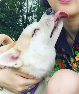 通过狗的行为分析，读懂狗子心理，是每一位养狗人的最基本要求