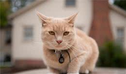 训练您的小猫–服从技巧和窍门