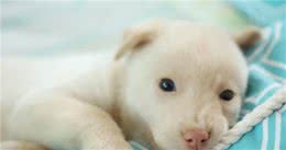 收养流浪小奶狗，超甜超好摸！结果后期长得超大只