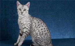 每天送你一只猫，（九）埃及猫，天生的豹纹控