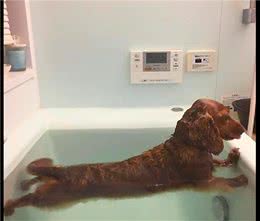 可卡犬不想洗澡，把身体伸直卡在了浴缸上面，狗：我最后的倔强