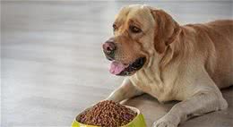 要想照顾好狗狗，饮食最重要！这5种食物不要给它们吃