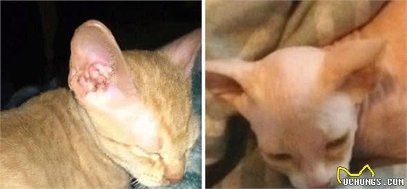 女子网购无毛猫，一周以后开始长毛，带去医院后才得知被骗