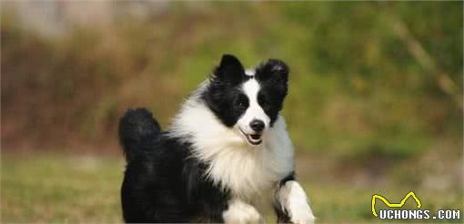 狗都有独占个性，你家爱犬的独占个性表现突出吗？