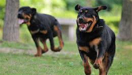 狗都有独占个性，你家爱犬的独占个性表现突出吗？