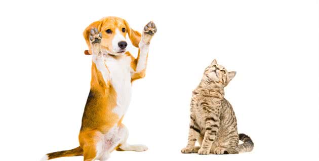 狗和猫的生理和行为之间的关系2—压力的作用
