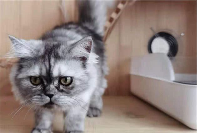 克隆小猫“平安”寻找另一半