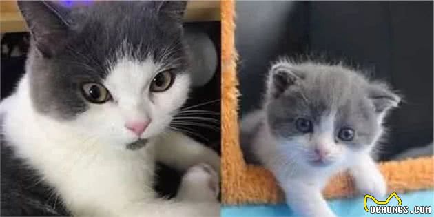 克隆小猫“平安”寻找另一半