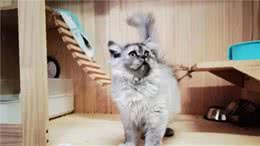 克隆小猫“平安”寻找另一半