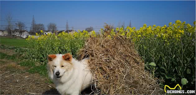 众人搭建狗窝，看到成品后，汪却坐不住了，心里都没点数？