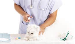 猫咪感冒会出现的4种症状