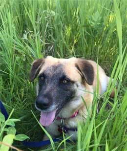 狗狗送养后走丢，原主人寻找97天，发现它竟然一直在自己身边